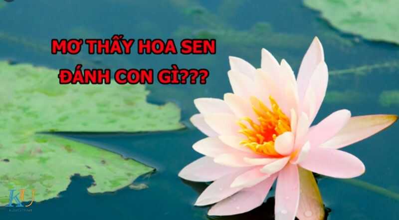 mơ thấy hoa sen